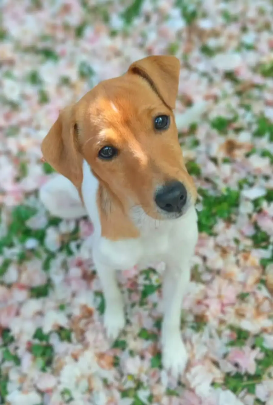 Lola